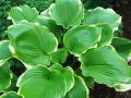 Funkia - HOSTA WINTER SNOW