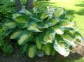 Funkia - Hosta GREAT EXPECTATIONS