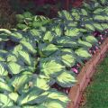 Funkia - Hosta GREAT EXPECTATIONS