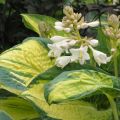 Funkia - Hosta GREAT EXPECTATIONS