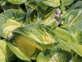 Funkia - Hosta GREAT EXPECTATIONS