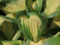 Funkia - Hosta GREAT EXPECTATIONS