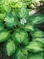 Funkia - Hosta GREAT EXPECTATIONS
