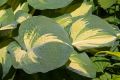 Funkia - Hosta GREAT EXPECTATIONS
