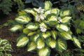 Funkia - Hosta GREAT EXPECTATIONS