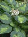 Funkia - Hosta GREAT EXPECTATIONS