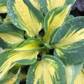 Funkia - Hosta GREAT EXPECTATIONS