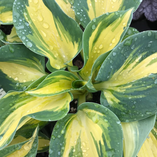 Hosta GREAT EXPECTATIONS