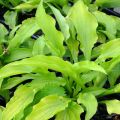 Funkia HOSTA LEMON LIME