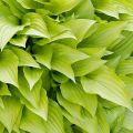 Funkia HOSTA LEMON LIME