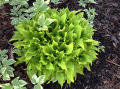 Funkia HOSTA LEMON LIME