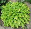 Funkia HOSTA LEMON LIME