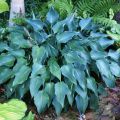 Funkia - Hosta BLUE ANGEL