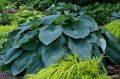 Funkia - Hosta BLUE ANGEL