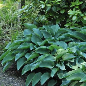 Funkia HOSTA BLUE CADET