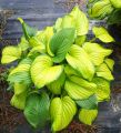 Funkia HOSTA STAINED GLASS