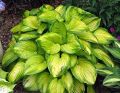 Funkia HOSTA STAINED GLASS