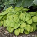 Funkia HOSTA STAINED GLASS