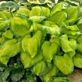 Funkia HOSTA STAINED GLASS