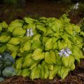 Funkia HOSTA STAINED GLASS