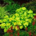 Funkia HOSTA STAINED GLASS