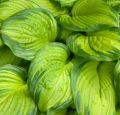 Funkia HOSTA STAINED GLASS