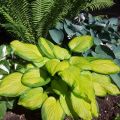 Funkia HOSTA STAINED GLASS