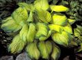 Funkia HOSTA STAINED GLASS