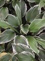 Funkia HOSTA TOM SCHMID