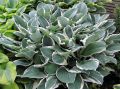 Funkia HOSTA TOM SCHMID