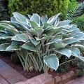 Funkia HOSTA TOM SCHMID