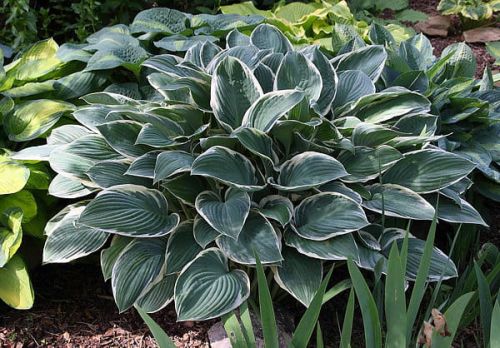 HOSTA TOM SCHMID