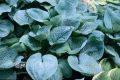 Funkia - Hosta BIG DADDY