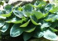 Funkia - Hosta BIG DADDY