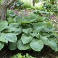 Funkia - Hosta BIG DADDY
