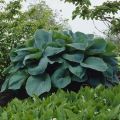 Funkia - Hosta BIG DADDY
