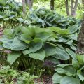 Funkia - Hosta BIG DADDY