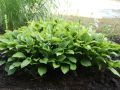 Funkia - Hosta BIG DADDY