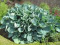Funkia - Hosta BIG DADDY