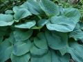 Funkia - Hosta BIG DADDY
