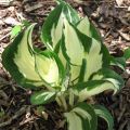 Funkia - Hosta FIRE AND ICE
