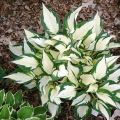 Funkia - Hosta FIRE AND ICE