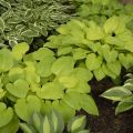 Funkia Hosta AUGUST MOON