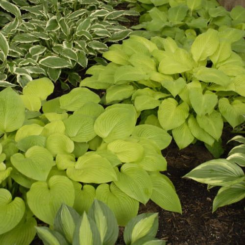 Funkia Hosta AUGUST MOON