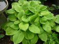 Funkia Hosta AUGUST MOON