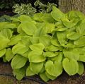 Funkia Hosta AUGUST MOON