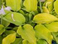 Funkia Hosta AUGUST MOON