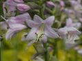Funkia Hosta AUGUST MOON