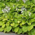 Funkia Hosta AUGUST MOON