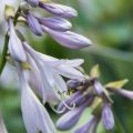 Funkia HOSTA BLUE MAMMOTH